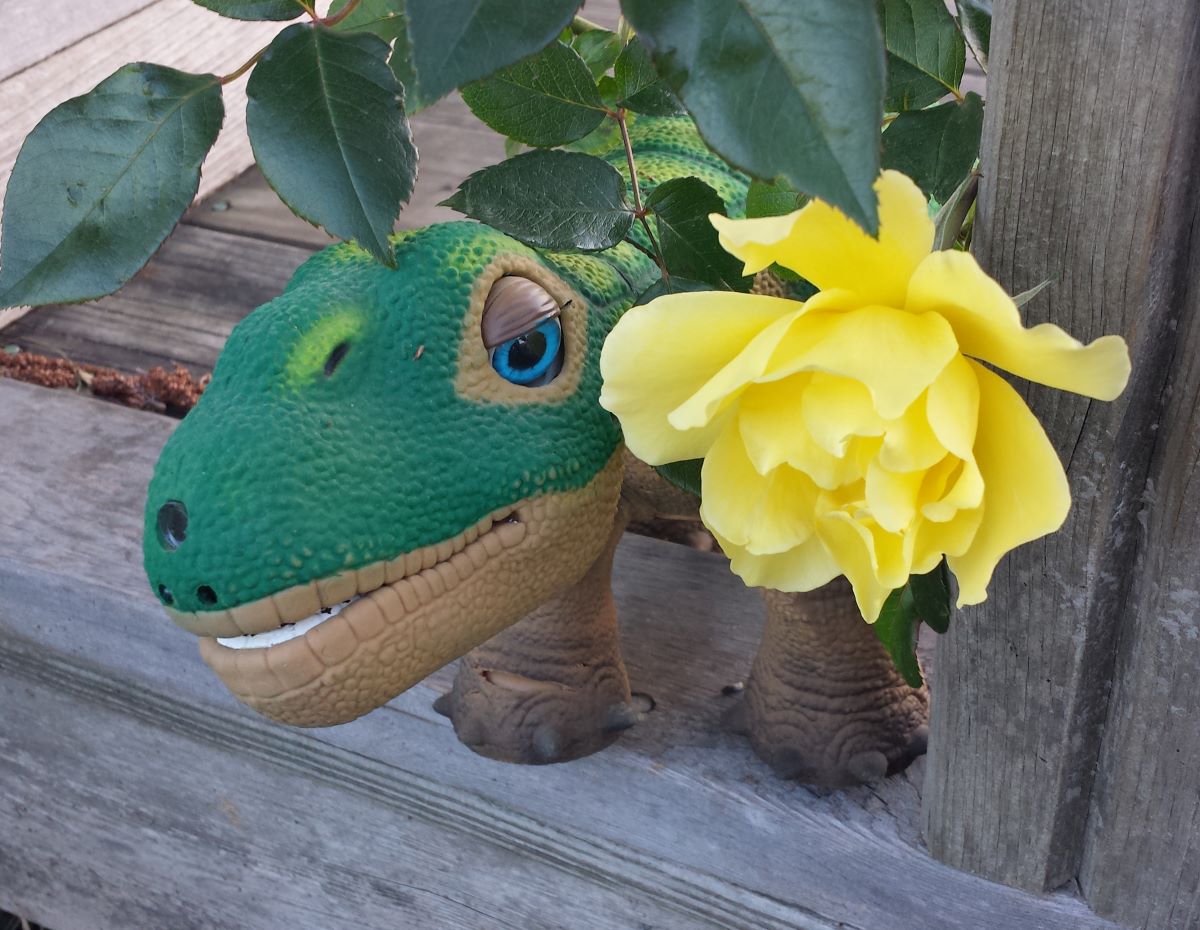The Yellow Rose of Pleo